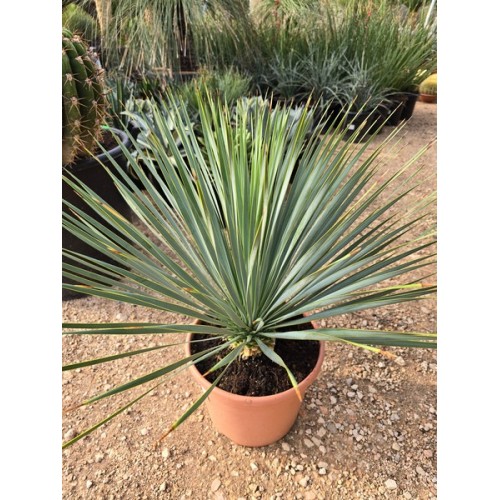 Yucca rostrata 10 LT